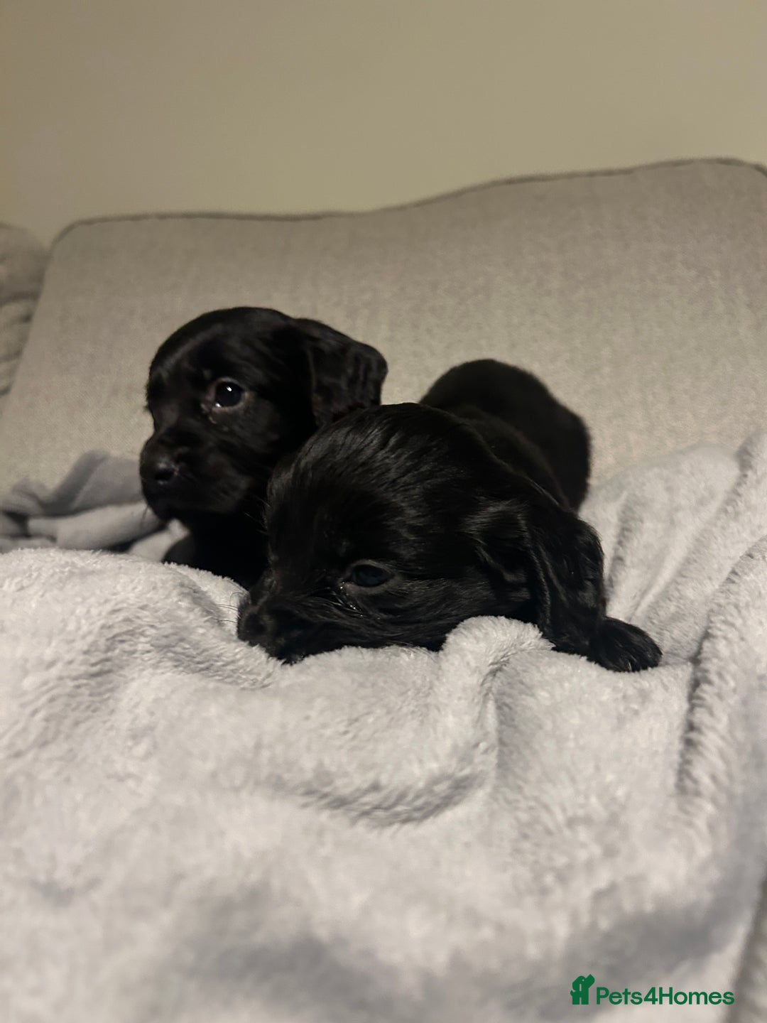 Cocker Spaniel dogs for sale: KC Registered Black Cocker Spaniels - Advert 6