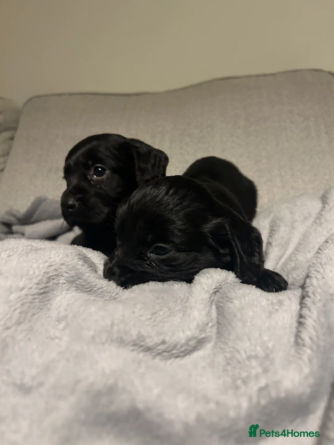 Cocker Spaniel dogs for sale: KC Registered Black Cocker Spaniels - Advert 6