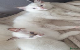 Ragdoll cats for sale: Beautiful GCCF lilac and Cream Point kittens - Image 39