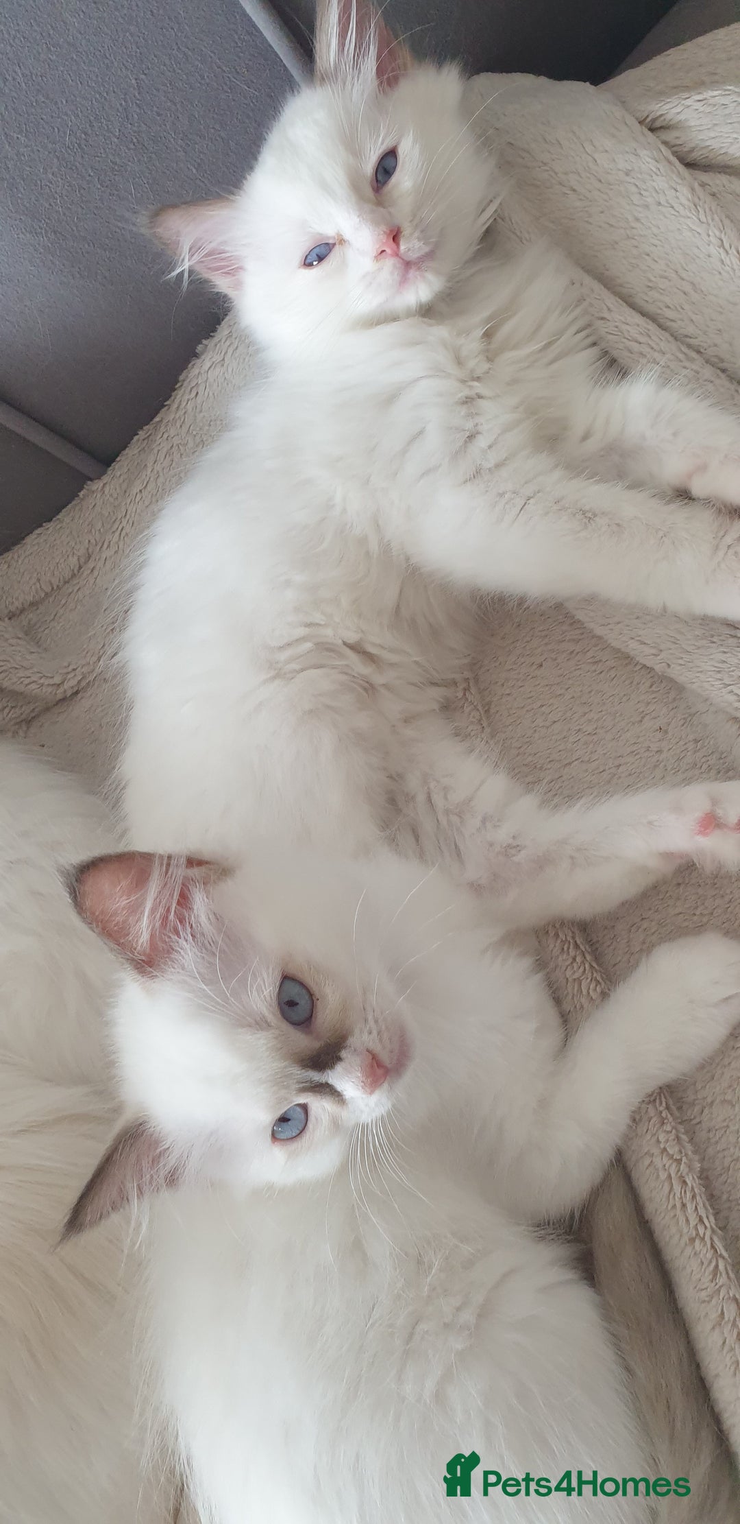 Ragdoll cats for sale: Beautiful GCCF lilac and Cream Point kittens - Image 39