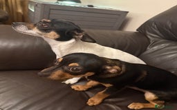 Mixed Breed dogs for sale: Jack Chi (named Loki)  - Advert 7