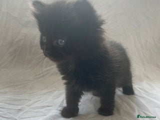 Ragdoll cats for sale in Cambridge - Advert 1