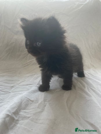 Ragdoll cats in Cambridge - Advert 10