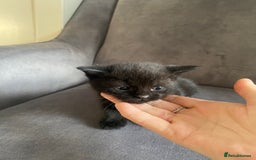 Mixed Breed cats for sale: Kittens 😸 MaineCoon x kittens READY TODAY ❤️😸🐈 - Image 12