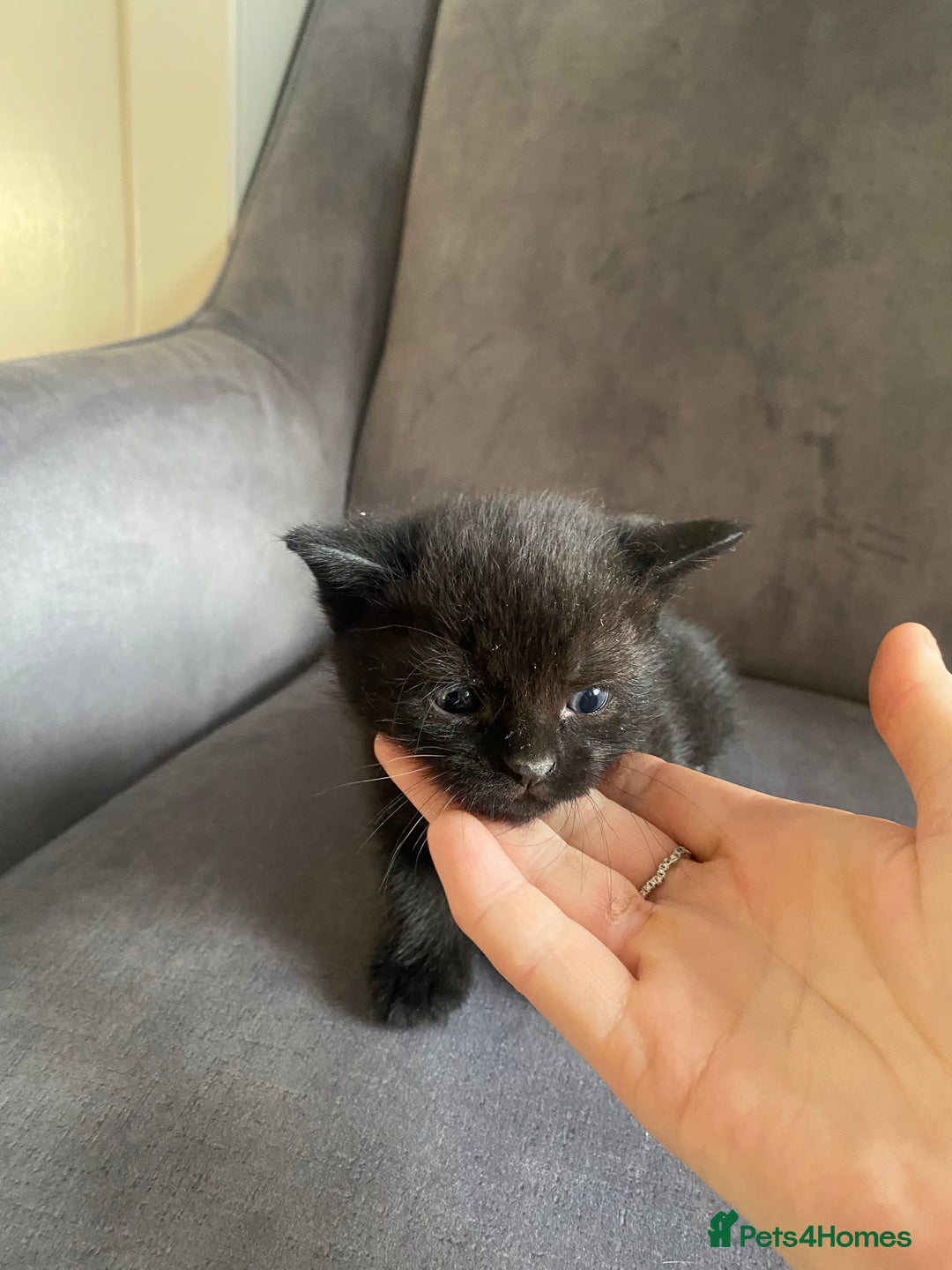 Mixed Breed cats for sale: Kittens 😸 MaineCoon x kittens READY TODAY ❤️😸🐈 - Image 12
