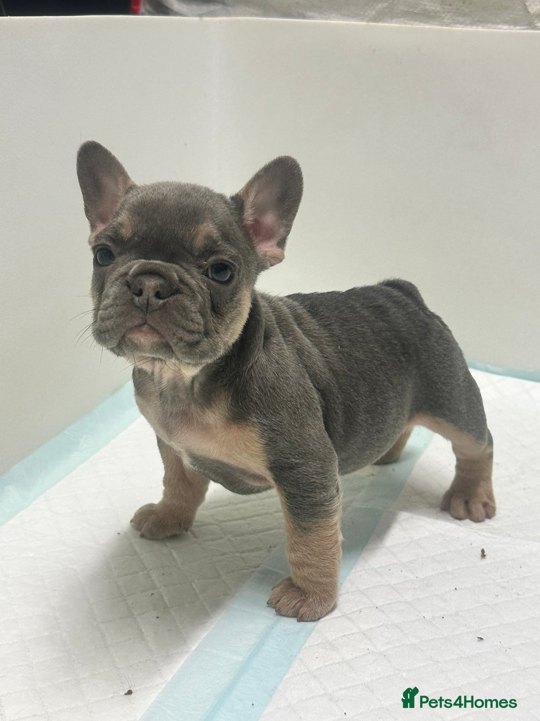 French Bulldog dogs for sale: KC Frenchies  - Advert 1