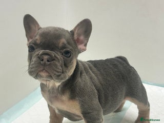 French Bulldog dogs KC Frenchies - Advert 2