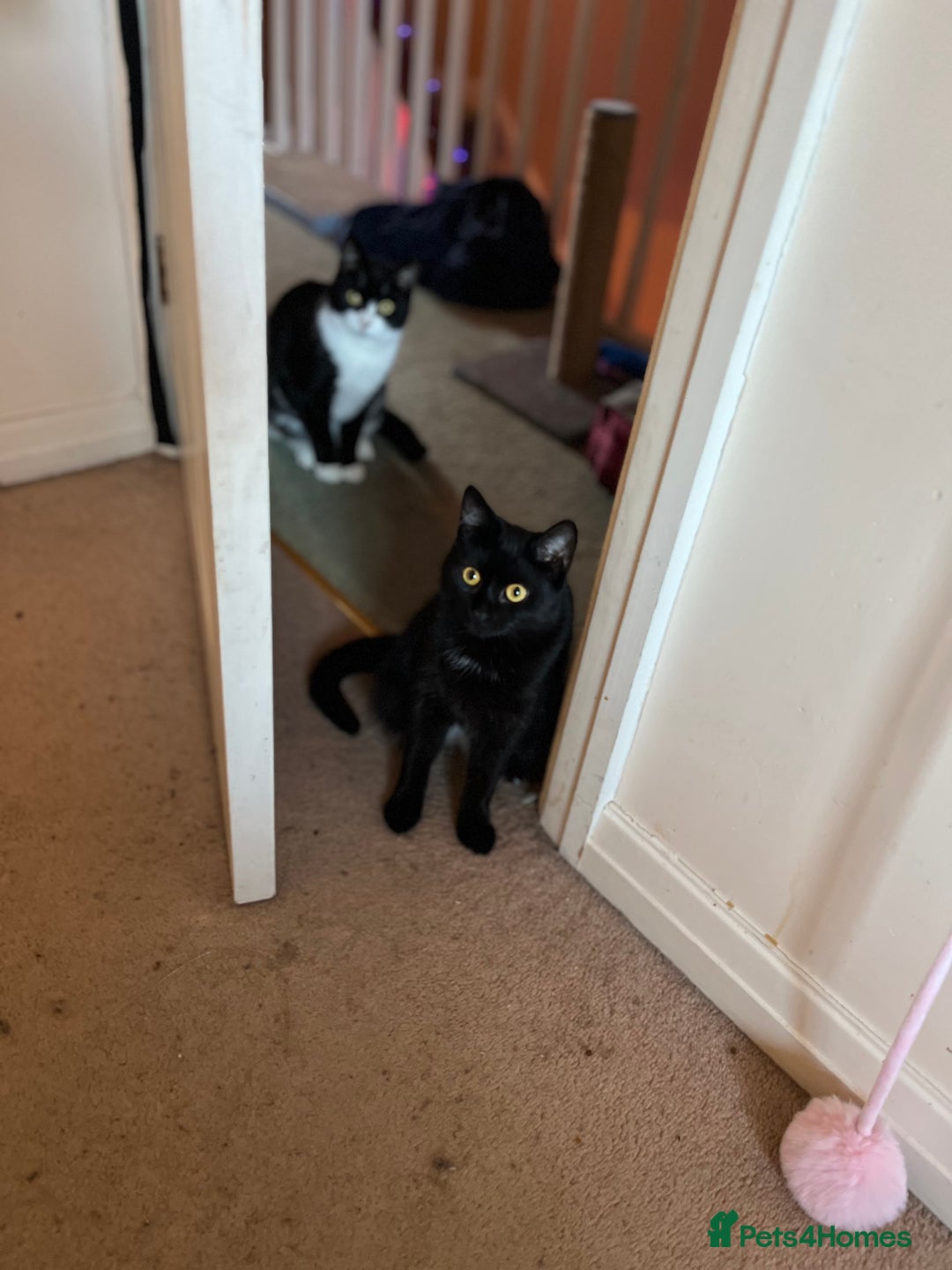 Mixed Breed cats for adoption: Rescue siblings Bumble and Bee need 1st ever home - Advert 1