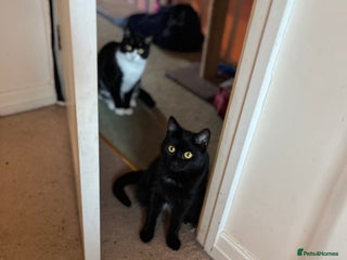 Mixed Breed cats Rescue siblings Bumble and Bee need 1st ever home - Advert 1