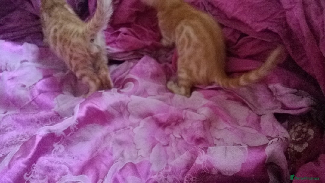 Mixed Breed cats for sale: Six Lovely Brown and Ginger Kittens - Image 9