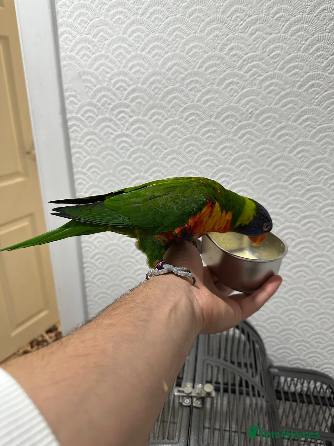 Lorikeets birds for sale: Beautiful male  lorikeet  silly tame for sale - Advert 2