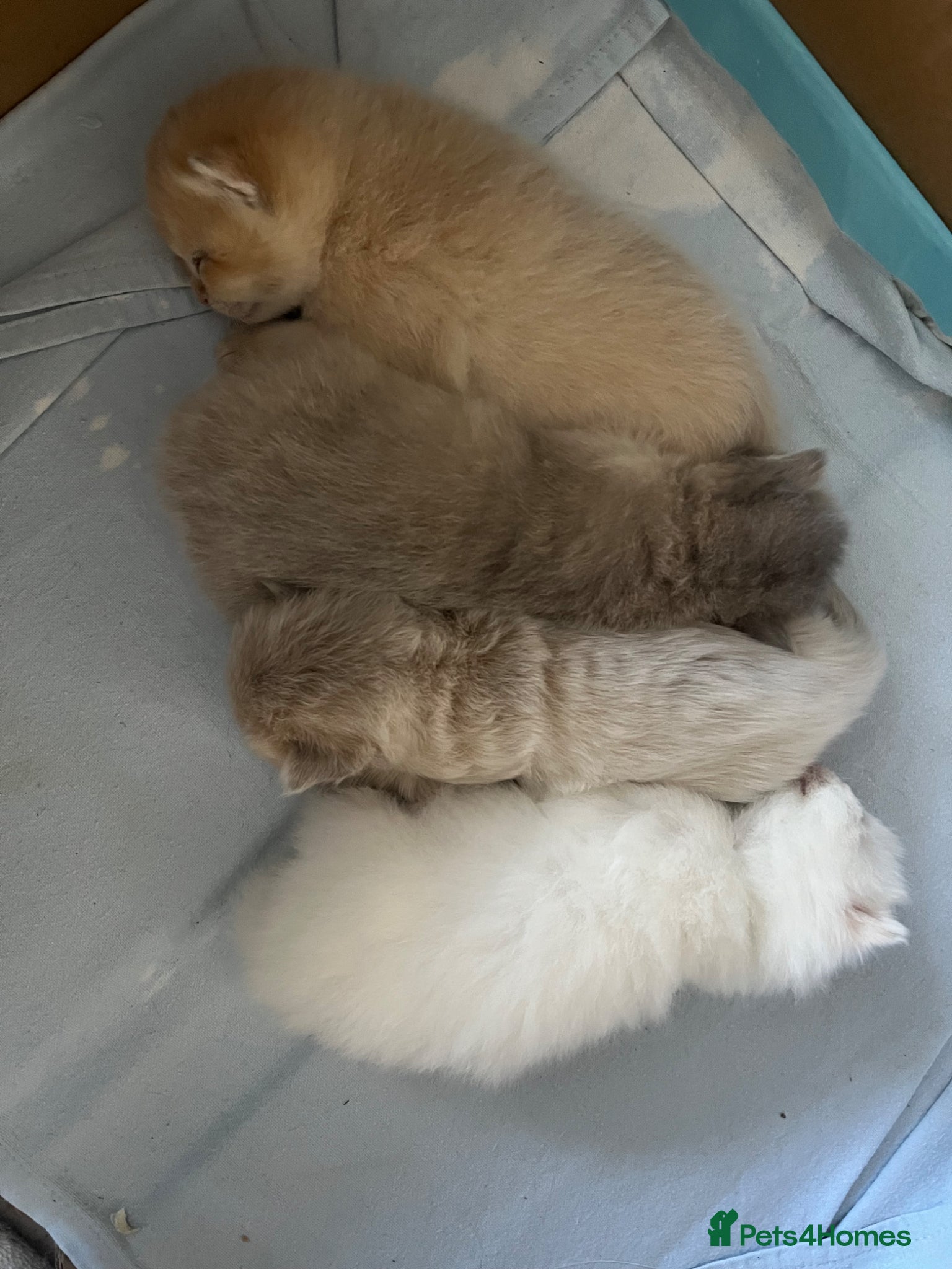 British Shorthair cats 4 Beautiful baby kitties - Advert 2