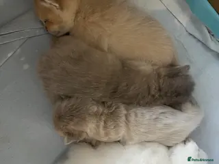 British Shorthair cats 4 Beautiful baby kitties - Advert 2