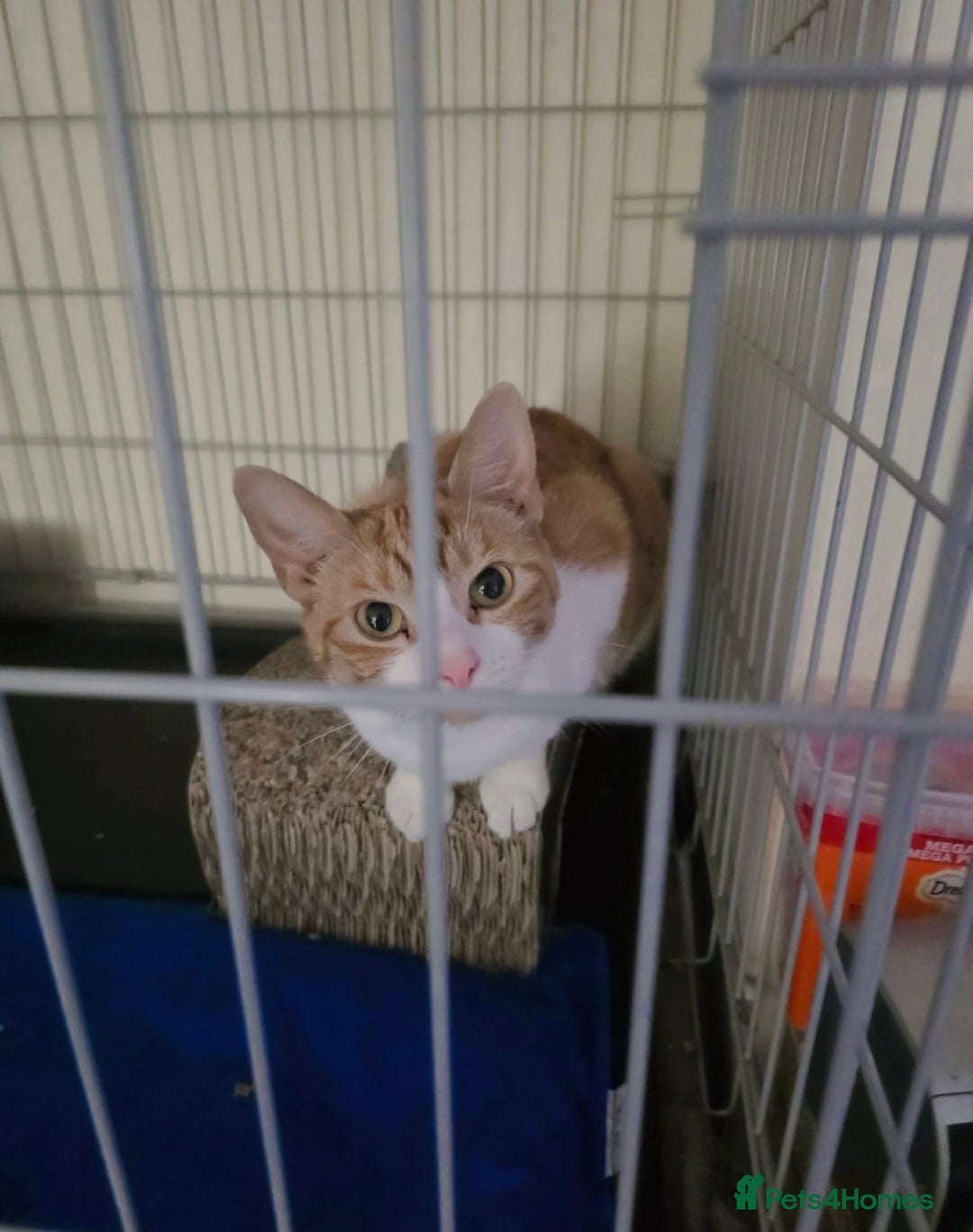 Domestic Shorthair cats for adoption: Meet 3 year old Nova 🐾❤️ - Image 7