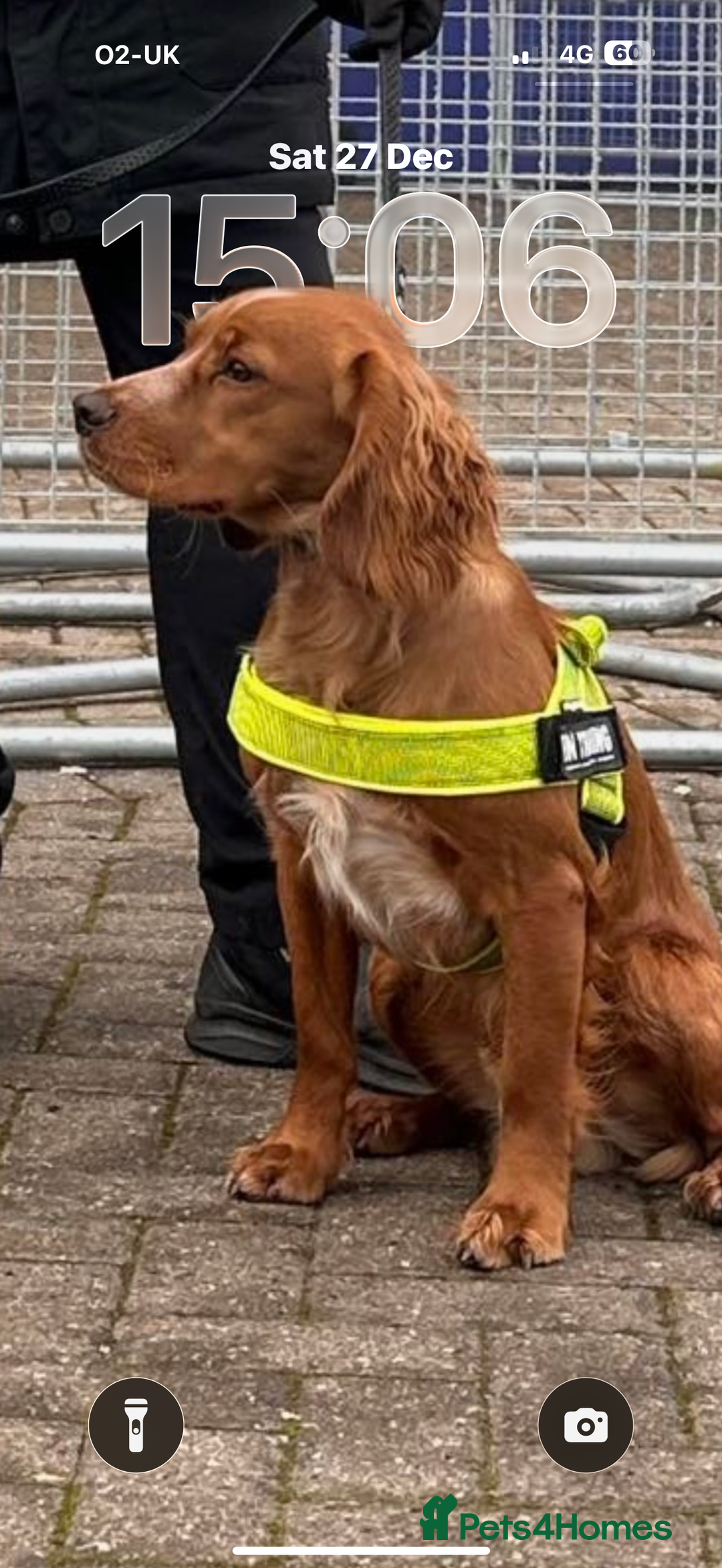 Cocker Spaniel dogs for stud: Proven health tested stud dog - Advert 3