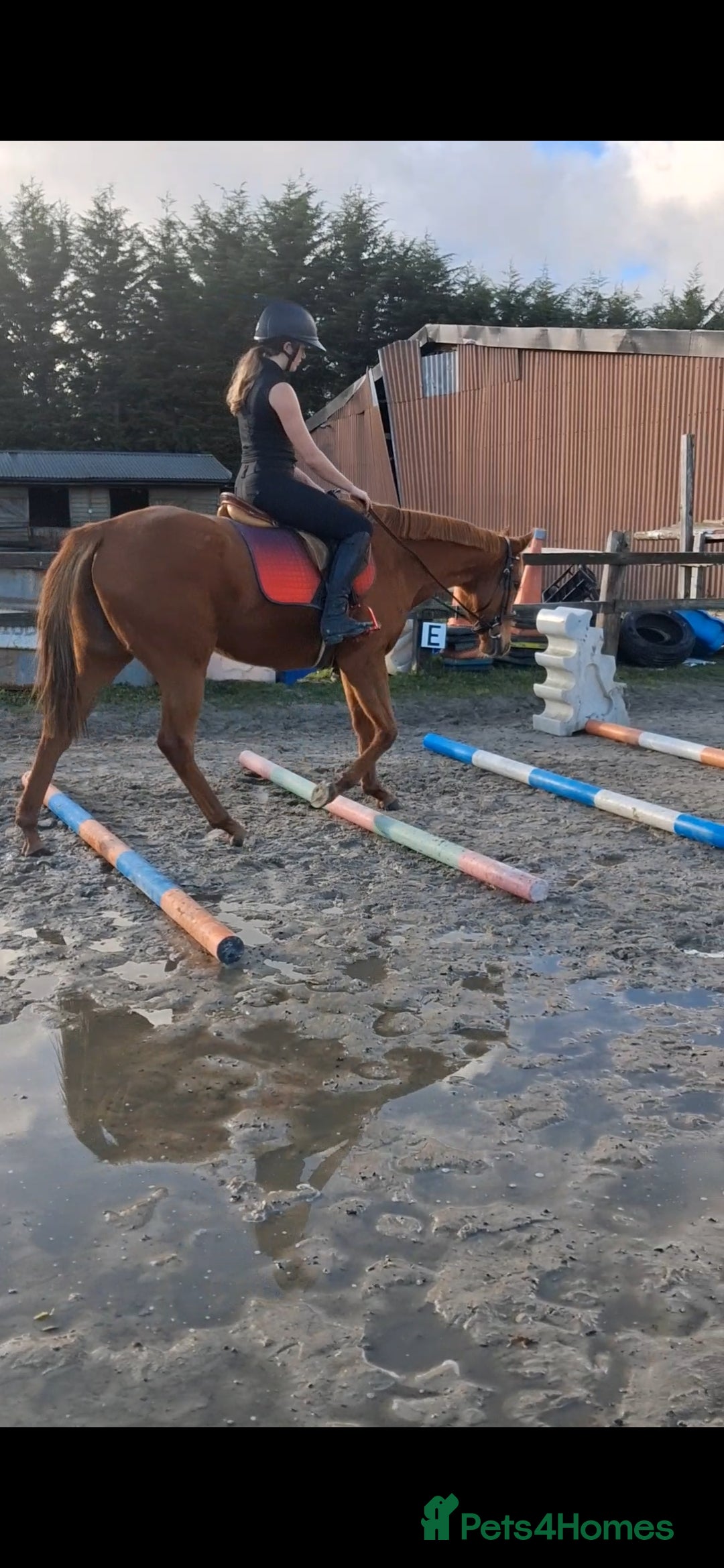 English Thoroughbred horses for sale: Super safe anyones ride - Advert 12