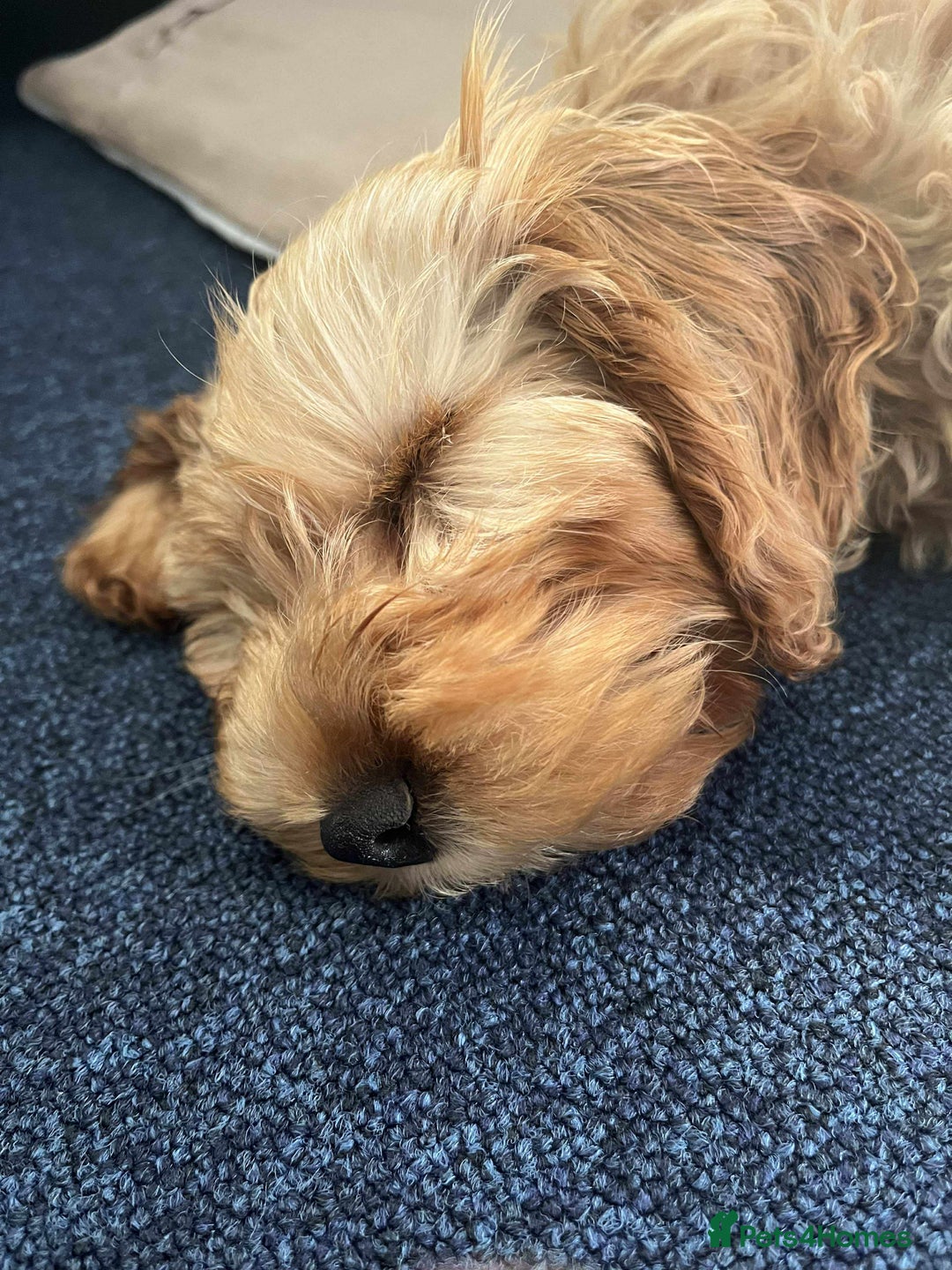 Cockapoo dogs for sale: Cockapoo female - Image 4