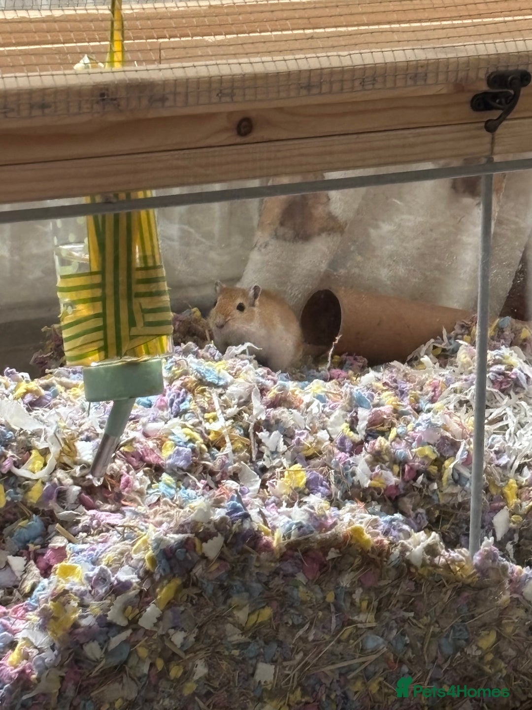 Gerbil rodents for sale: 10 Gerbils for sale to good homes  - Advert 5