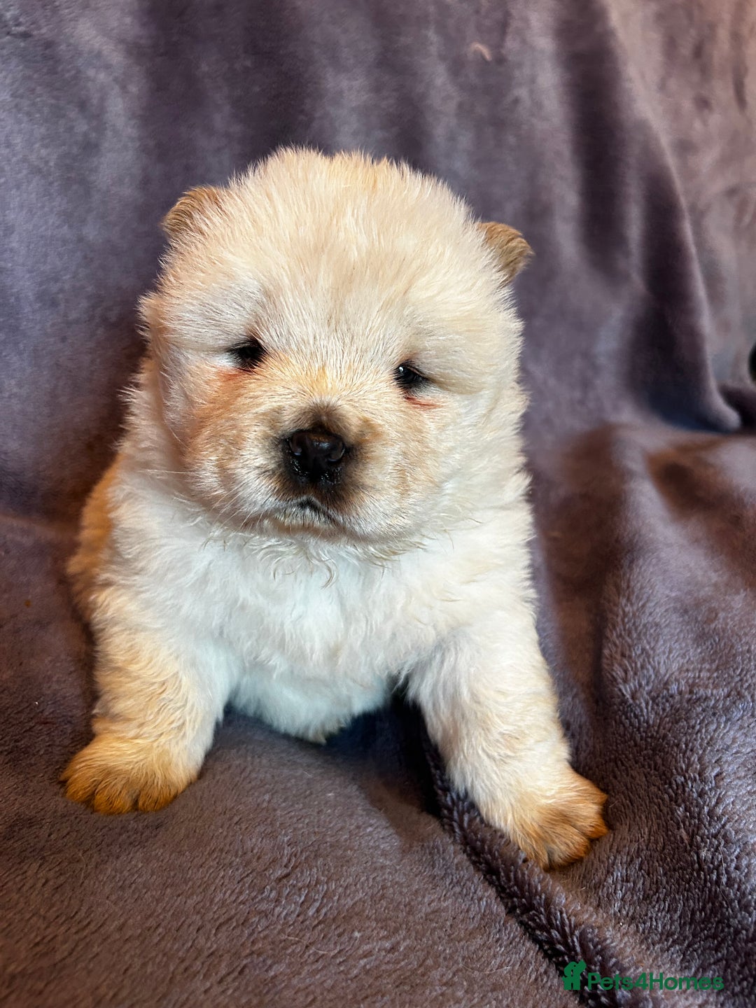 Chow Chow dogs for sale: Stunning chow chow puppies  - Advert 37