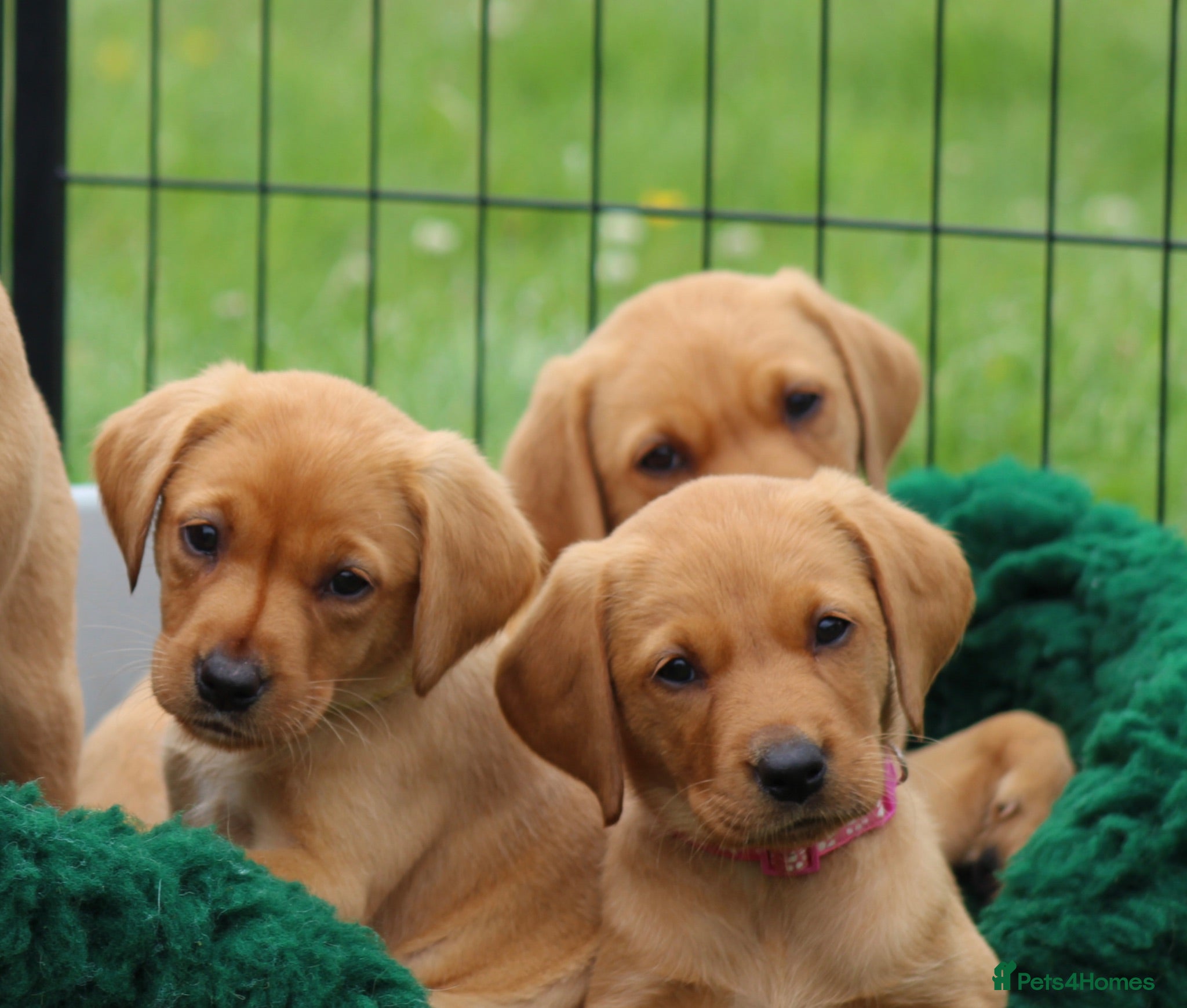 Labrador Retriever dogs Health Tested Labrador Puppies For Sale  - Advert 1