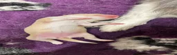 Border Collie dogs for sale: Beautiful Border Collie Puppies-KC Registered - Advert 13