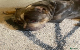 American Bully dogs for sale: American bully  - Image 1