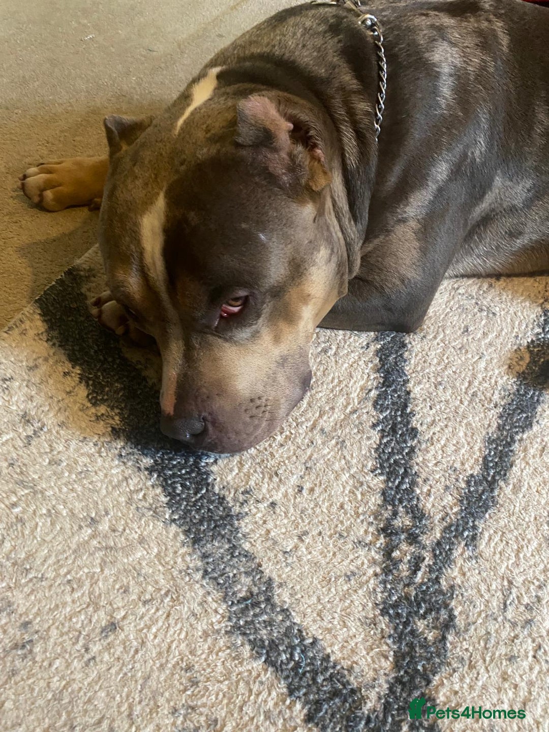 American Bully dogs for sale: American bully  - Image 1