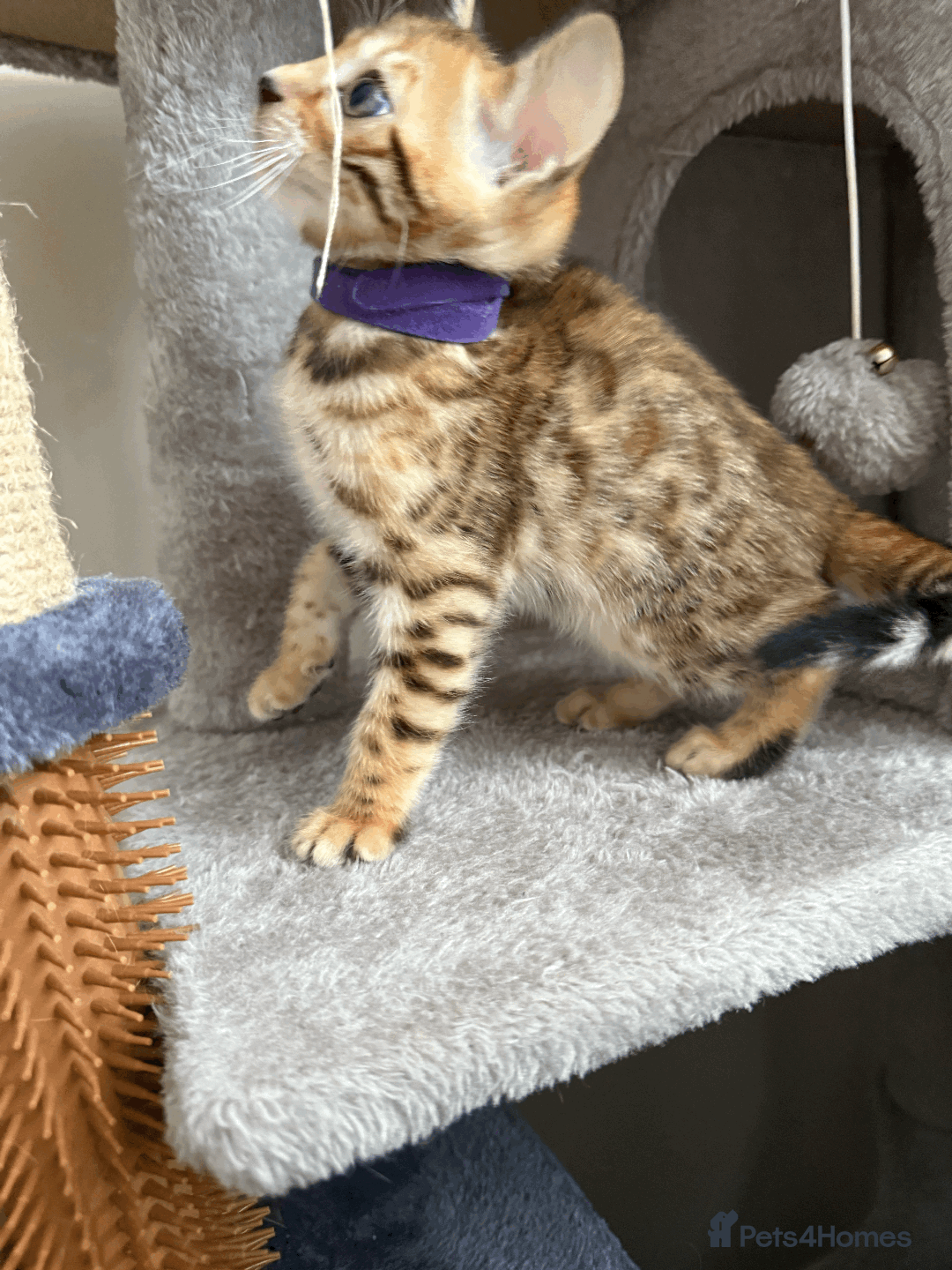 Bengal cats for sale: 🐾 Purebred Bengal Kittens for Sale 🐾 - Image 13
