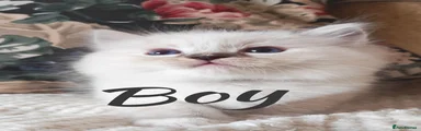 Ragdoll 4