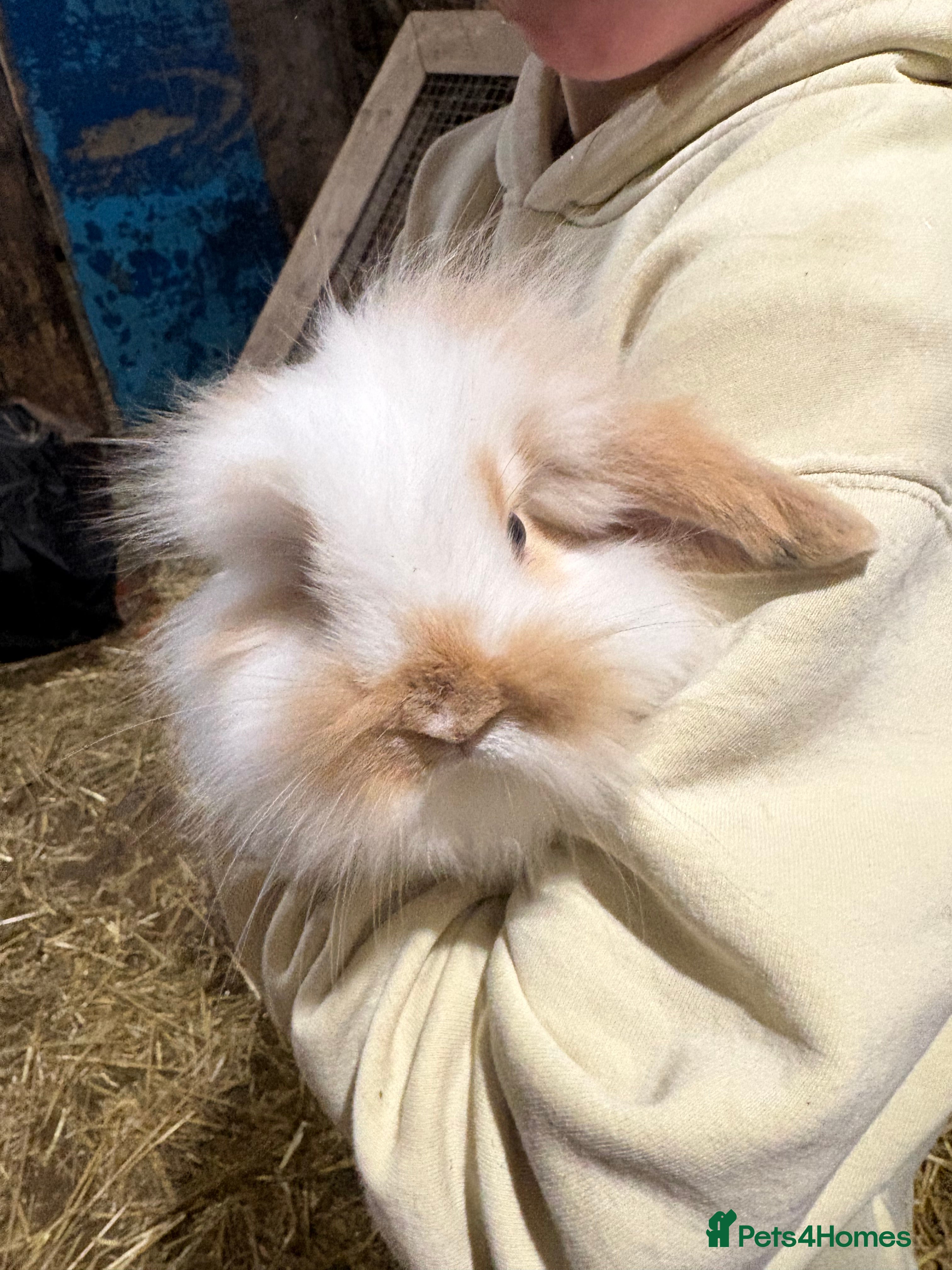 Mixed Breed rabbits Gorgeous French lop x lionhead baby rabbits  - Advert 7