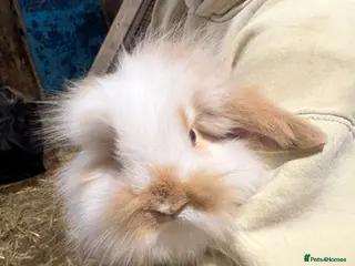 Mixed Breed rabbits Gorgeous French lop x lionhead baby rabbits - Advert 7