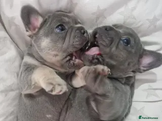 French Bulldog dogs 5 French Bulldog Pups, 3 Boys 🩵, 2 Girls 🩷 - Advert 15