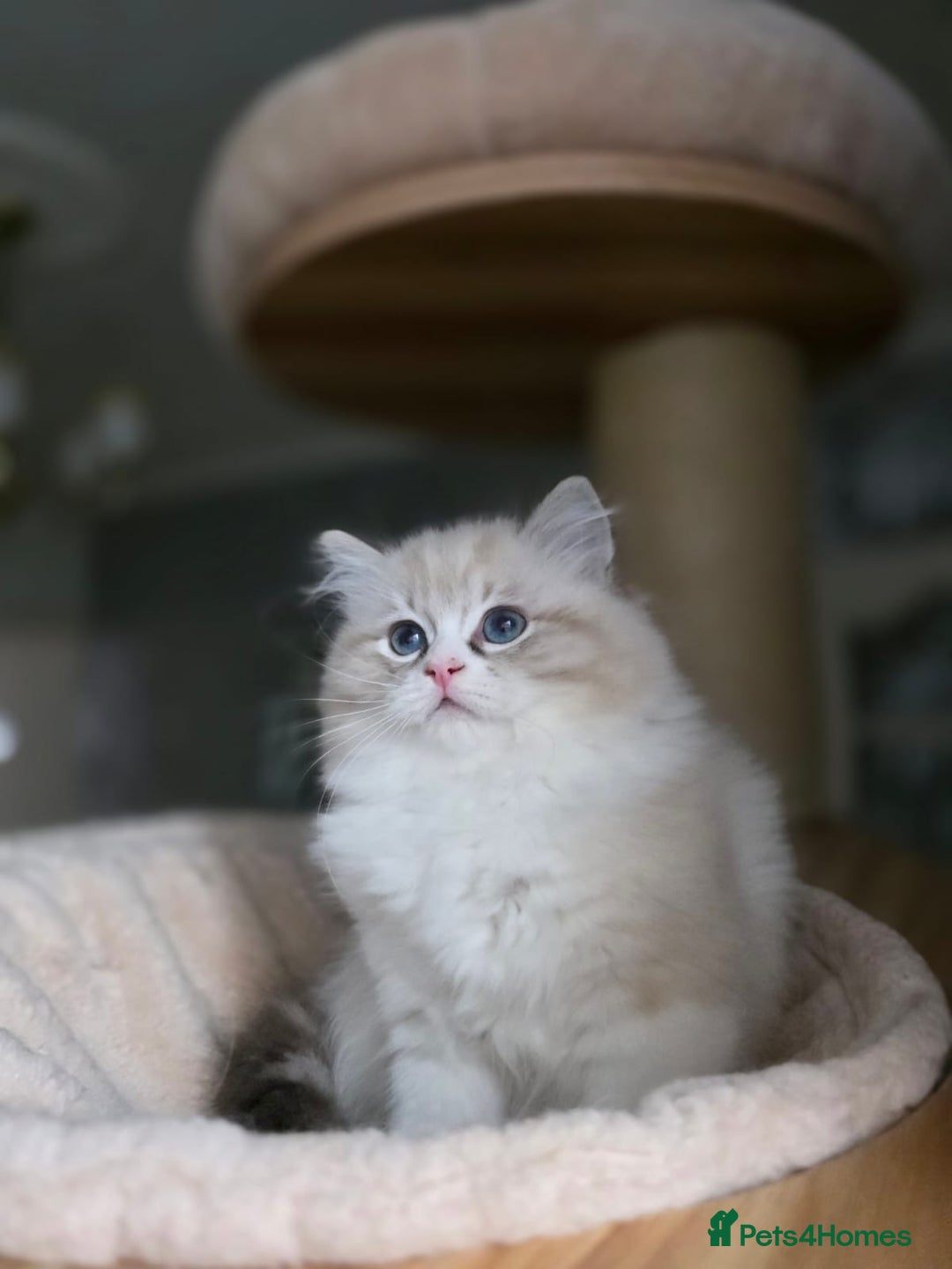 Ragdoll cats for sale: 🩷Amazing European Grand Champion lines🏆🥇 TICA💙 - Advert 26