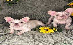 French Bulldog dogs for sale: Velvet and Fluffy french bulldogs  - Image 2