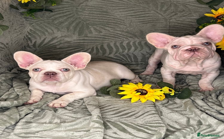 French Bulldog dogs - Advert 1