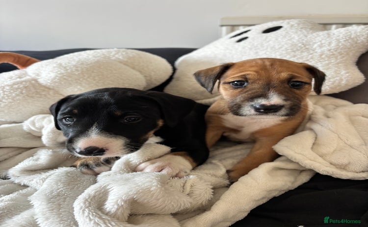 Mixed Breed dogs - Advert 2