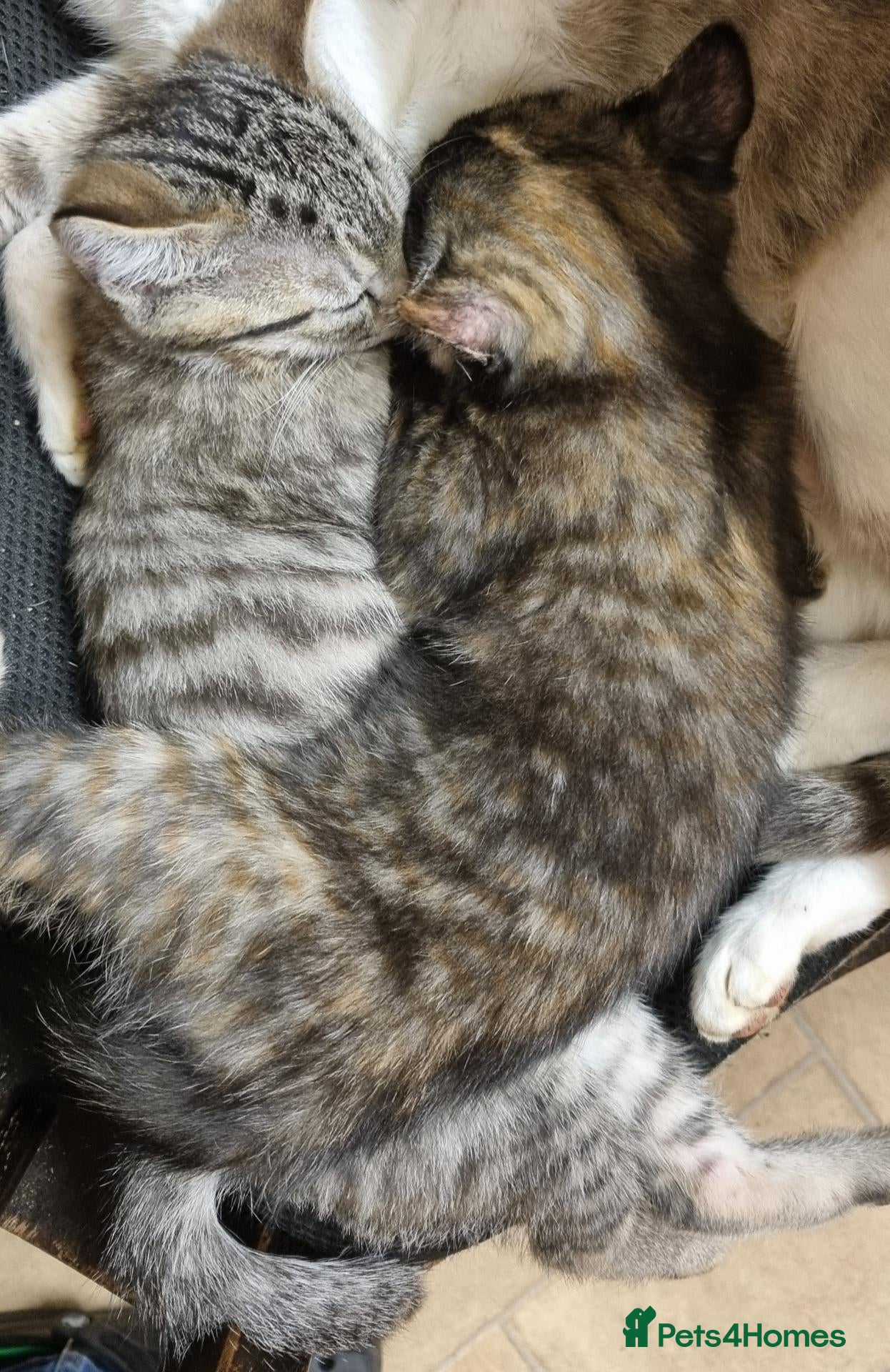 Mixed Breed cats Ready now kittens looking for their loving home - Advert 2
