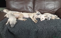 Whippet dogs for sale: Whippet pup's high quality Cruft winning bloodline - Image 10