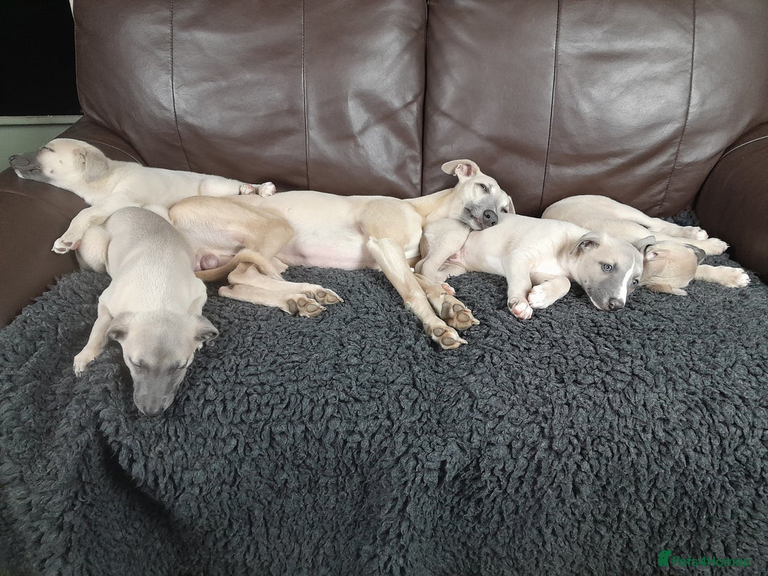 Whippet dogs for sale: Whippet pup's high quality Cruft winning bloodline - Image 10