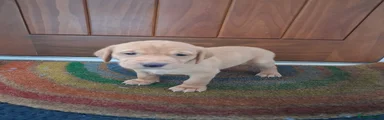 Puppy 5