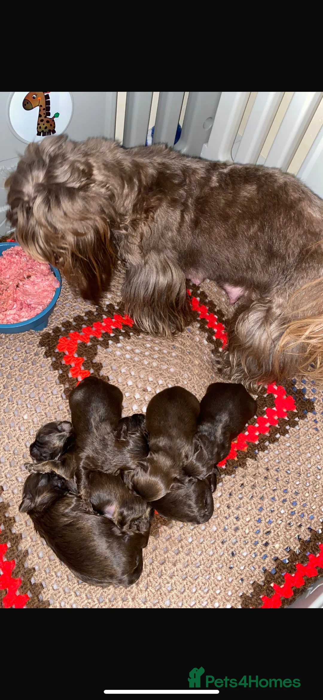 Shih Tzu dogs for sale: 💙3 shihtzu boys available now💙 - Advert 12