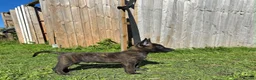 Belgian Shepherd Dog dogs for sale: Very well bred Dutch Herder Male  - Advert 4
