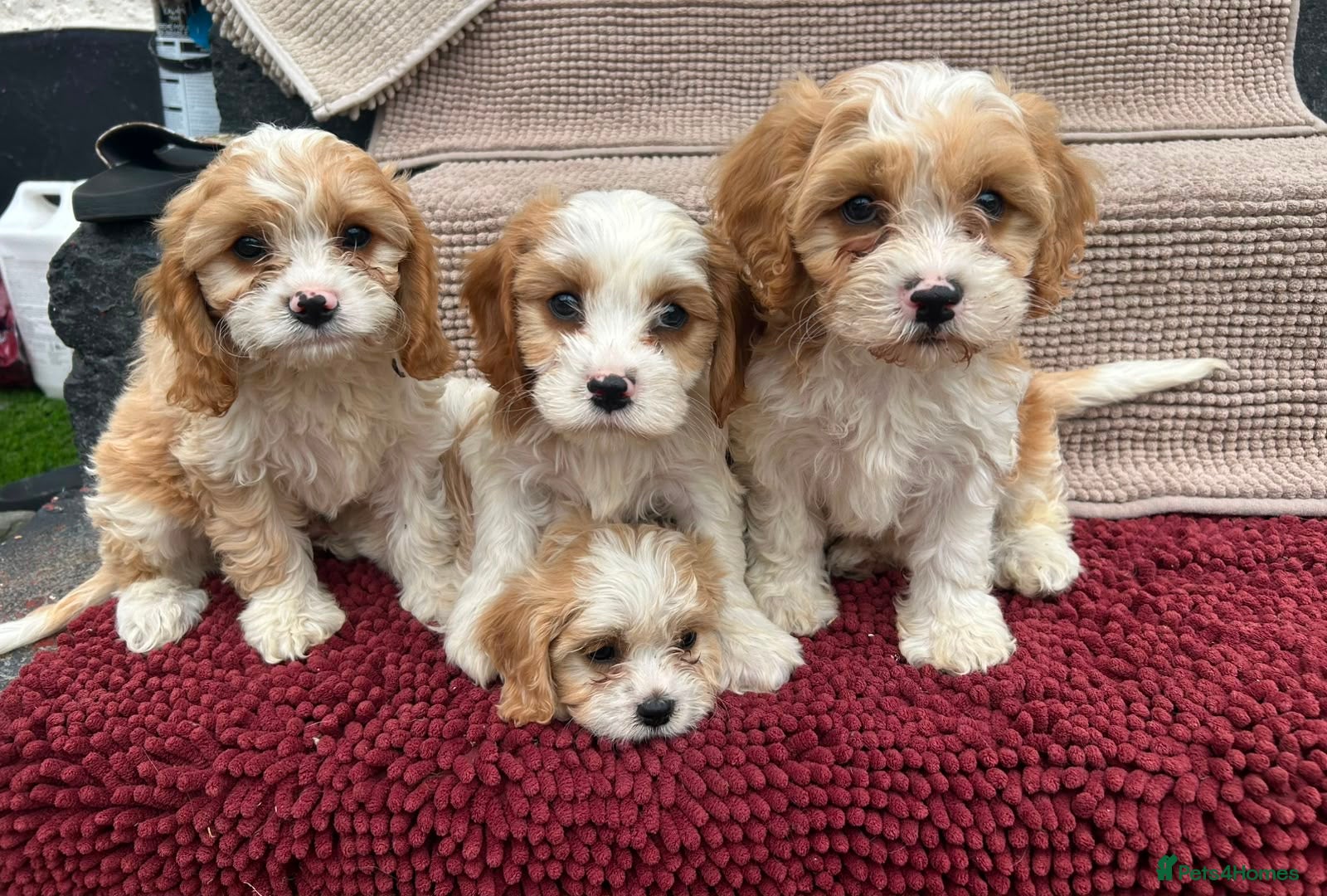 Cavapoo dogs Beautiful Cavapoo Puppies  - Advert 1