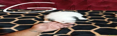 Bichon Frise 4