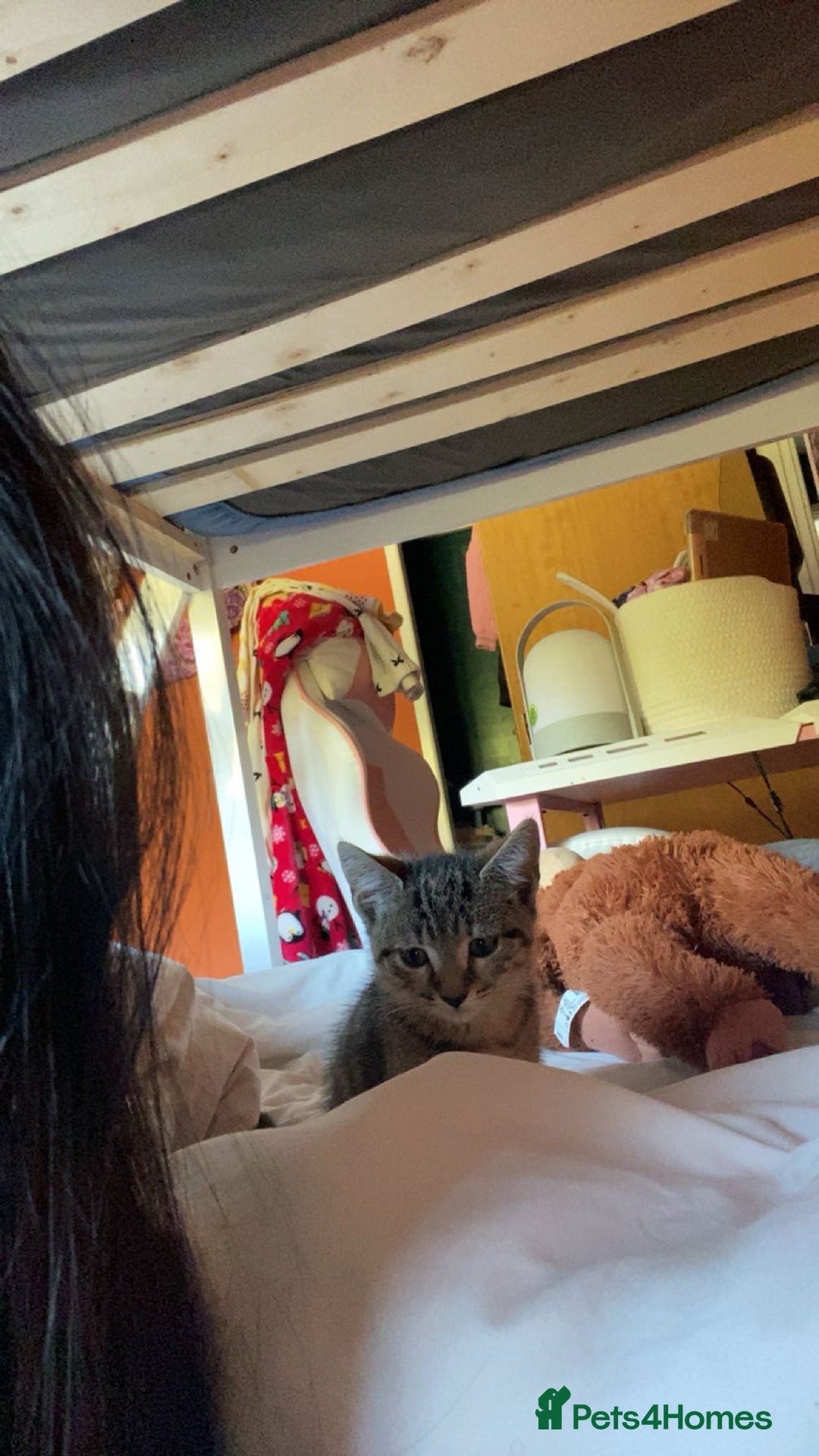 Bengal cats for sale: Beautiful baby bengal girl  - Advert 19