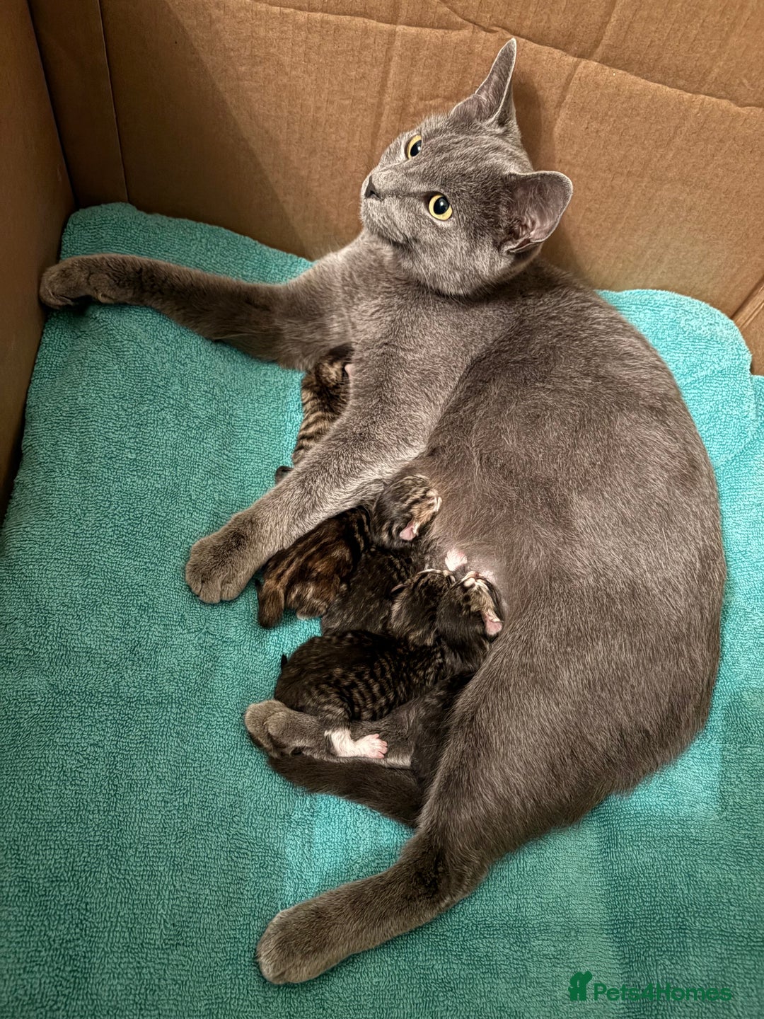 Mixed Breed cats for sale: Looking for a forever home  - Advert 12