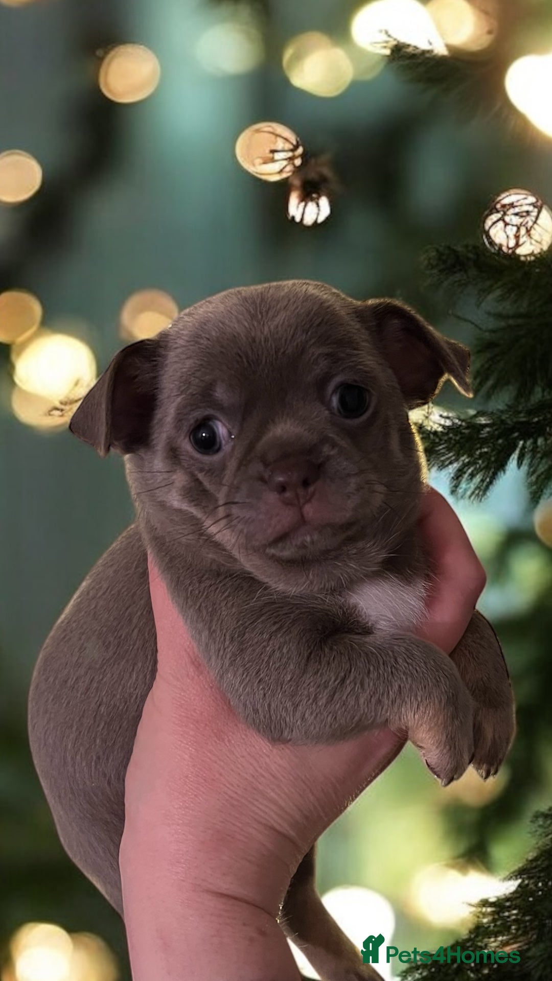 Chihuahua dogs for sale: Kc registered lilac chihuahua girl - Advert 16