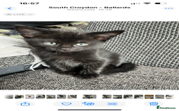 British Shorthair cats for sale: Healthy playful adorable kittens. - Image 7