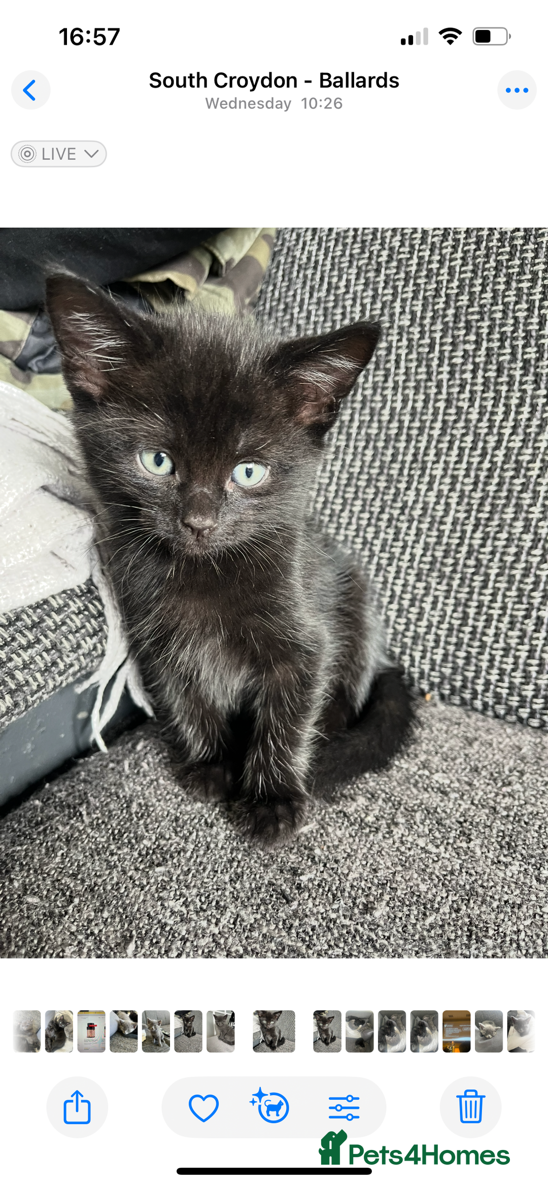 British Shorthair cats for sale: Healthy playful adorable kittens. - Image 7