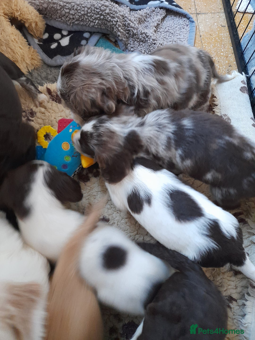 Sprocker dogs for sale: Gorgeous Sprocker x Sproodle pups. - Image 6